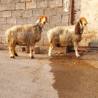 میش|حیوانات مزرعه|شیراز, شهرک سعدی|دیوار