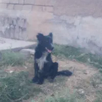 سگ نر|سگ|شوشتر, |دیوار