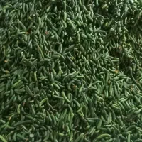خیارشور|خوردنی و آشامیدنی|تهران, جمال‌زاده|دیوار