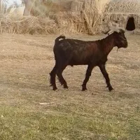 سال مردانه ۳۰میدم خاست زنک بزنی