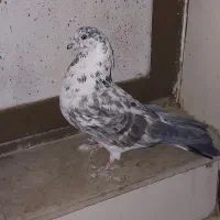 کبوتر طوقی|پرنده|شهرکرد, |دیوار