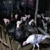 بوقلمون و مرغ محلی و تخم بوقلمون نطفه دار|حیوانات مزرعه|شلمان, |دیوار