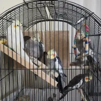 عروس هلندی