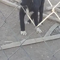 چندتا توله سگ قدریجونی سراب|سگ|فرمهین, |دیوار