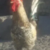 ۴عددخروس‌بزرگ