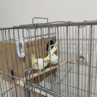 عروس هلندی با قفس|پرنده|اسلام‌شهر, شهرک سعیدیه|دیوار