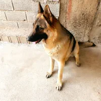 سگ ژرمن کار ماده