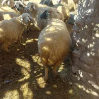 ۱۷عدد میش دورگ ۱۱تا بره ماده قوچ خوردن