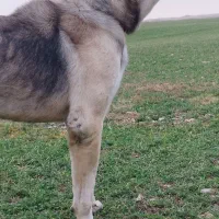 واگذاری سگ پژدر