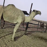 لوک درجه یک|حیوانات مزرعه|شیراز, علی آباد|دیوار