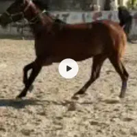 مادیون کورد خالص پرخون ارام|اسب و تجهیزات اسب‌سواری|تبریز, |دیوار