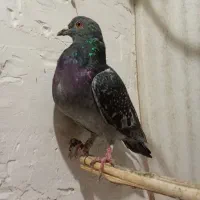 دوتا آلمانی نر