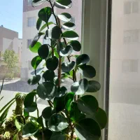 گل طبیعی شاداب|گل و گیاه طبیعی|سهند, |دیوار