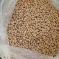 فروش ویژه لوبیا