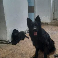 ژرمن بلک شولاین نر بالغ