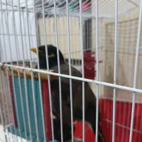 مرغ مینا سخنگو