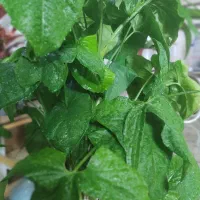 گل سیگنیوم|گل و گیاه طبیعی|اصفهان, شیخ اشراق|دیوار