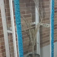 قفس عروس هلندی و قناری