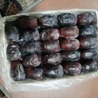 فروش خرما دو ردیف