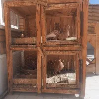 قفس چوبی کبوتر|پرنده|قم, آزادگان|دیوار