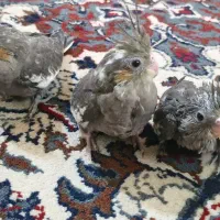 جوجه عروس هلندی