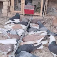 کبوترتهرونی وکاشونی|پرنده|برخوار, |دیوار