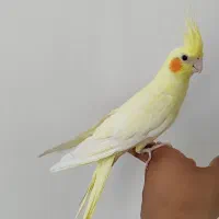 عروس هلندی کشیده زیبا معاوضه با طوطی برزیلی