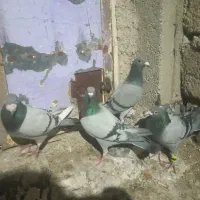 کبوتر پلاکی|حیوانات|فیروزآباد (فارس), |دیوار