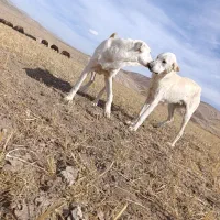 واگزاری سگ نر سرابی 7ماهه|سگ|مهربان, |دیوار