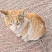 گربه زرد نر دوست داشتنی