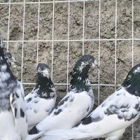 تیدی،کبوتر پاکستانی|پرنده|بندرلنگه, |دیوار