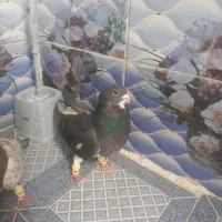 یک میلیون تومان