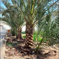 بریدن نخل قطع درخت هرس نخل سمپاشی نخل  استاد نخل|خدمات باغبانی و درختکاری|اهواز, نادری|دیوار