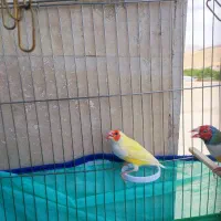 گلدین فنچ سالم و سرحال