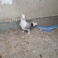 دوکت ملاثانی|پرنده|باوی, |دیوار