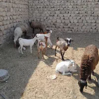 میش گوده|حیوانات مزرعه|بندرعباس, |دیوار