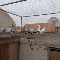 دسته کبوتر|پرنده|یزد, |دیوار