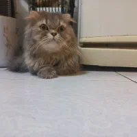 واگذاری گربه اسکاتیش لانگ هیر  ماده