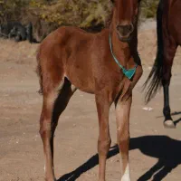 اسب مادیون به همراه کره اسب قیمت مناسب|اسب و تجهیزات اسبسواری|زرند, |دیوار