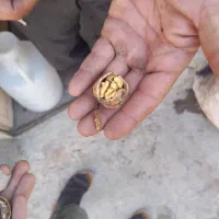 گردو روستای طراقی کرد به زمانت