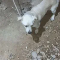 سگ نر پاکوتاه|سگ|بوشهر, |دیوار