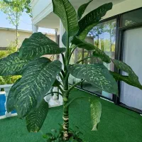 گیاه آپارتمانی دیفن باخیاروشلفراو بنجامین