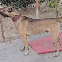 سگ سرابی ۱۴ماهه نر|سگ|ماهدشت, |دیوار