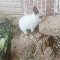 بچه خرگوش لوپ نژاد انگلیسی برتر بسیار زیبا