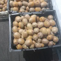 فروش کیوی هاروارد|عمدهفروشی|املش, |دیوار