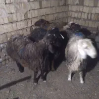 بره قوچان خانگی