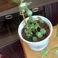 گل طبیعی خانگی|گل و گیاه طبیعی|الوند, |دیوار