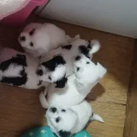 توله‌ شیتزو تریر