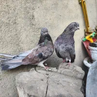 کفتر کله دار و سرور|پرنده|کبودرآهنگ, |دیوار