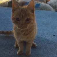 بچه گربه نر|گربه|قوچان, |دیوار